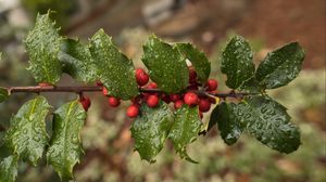 Preview wallpaper holly, berries, branch, leaves, drops, macro