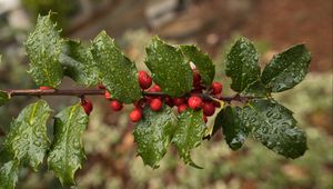 Preview wallpaper holly, berries, branch, leaves, drops, macro