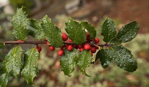 Preview wallpaper holly, berries, branch, leaves, drops, macro