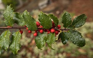 Preview wallpaper holly, berries, branch, leaves, drops, macro