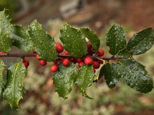 Preview wallpaper holly, berries, branch, leaves, drops, macro