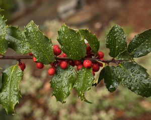 Preview wallpaper holly, berries, branch, leaves, drops, macro