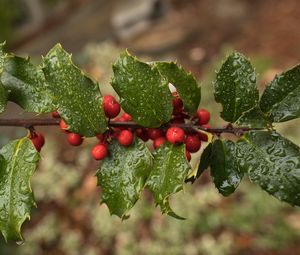 Preview wallpaper holly, berries, branch, leaves, drops, macro