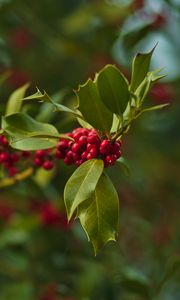 Preview wallpaper holly, berries, branch, leaves, blur, macro