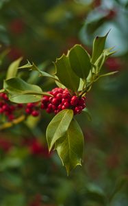 Preview wallpaper holly, berries, branch, leaves, blur, macro