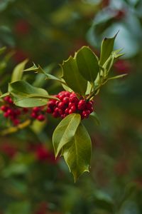 Preview wallpaper holly, berries, branch, leaves, blur, macro