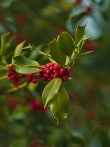 Preview wallpaper holly, berries, branch, leaves, blur, macro