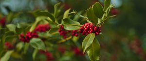 Preview wallpaper holly, berries, branch, leaves, blur, macro