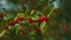 Preview wallpaper holly, berries, branch, leaves, blur, macro