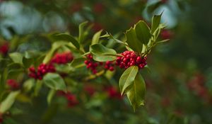 Preview wallpaper holly, berries, branch, leaves, blur, macro