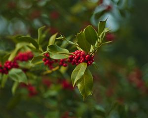 Preview wallpaper holly, berries, branch, leaves, blur, macro