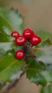 Preview wallpaper holly, berries, leaves, macro