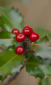 Preview wallpaper holly, berries, leaves, macro