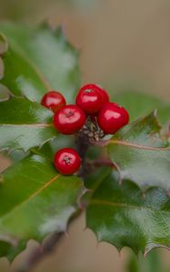 Preview wallpaper holly, berries, leaves, macro