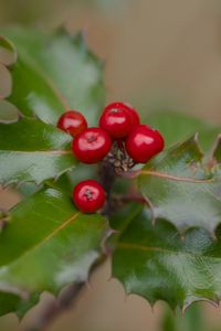 Preview wallpaper holly, berries, leaves, macro