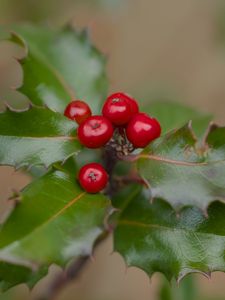 Preview wallpaper holly, berries, leaves, macro