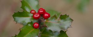 Preview wallpaper holly, berries, leaves, macro