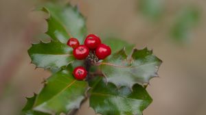 Preview wallpaper holly, berries, leaves, macro