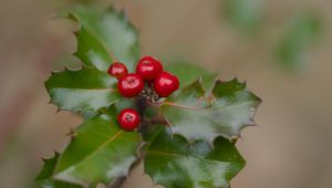 Preview wallpaper holly, berries, leaves, macro