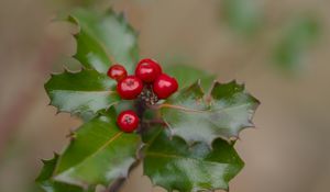 Preview wallpaper holly, berries, leaves, macro