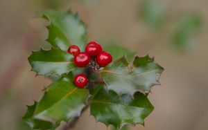 Preview wallpaper holly, berries, leaves, macro