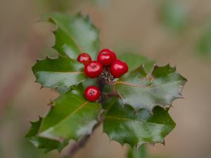 Preview wallpaper holly, berries, leaves, macro