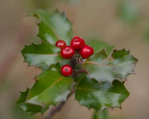 Preview wallpaper holly, berries, leaves, macro