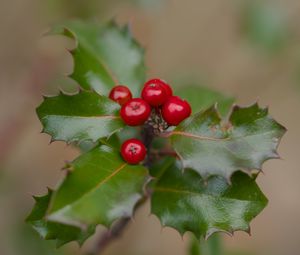 Preview wallpaper holly, berries, leaves, macro