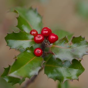 Preview wallpaper holly, berries, leaves, macro