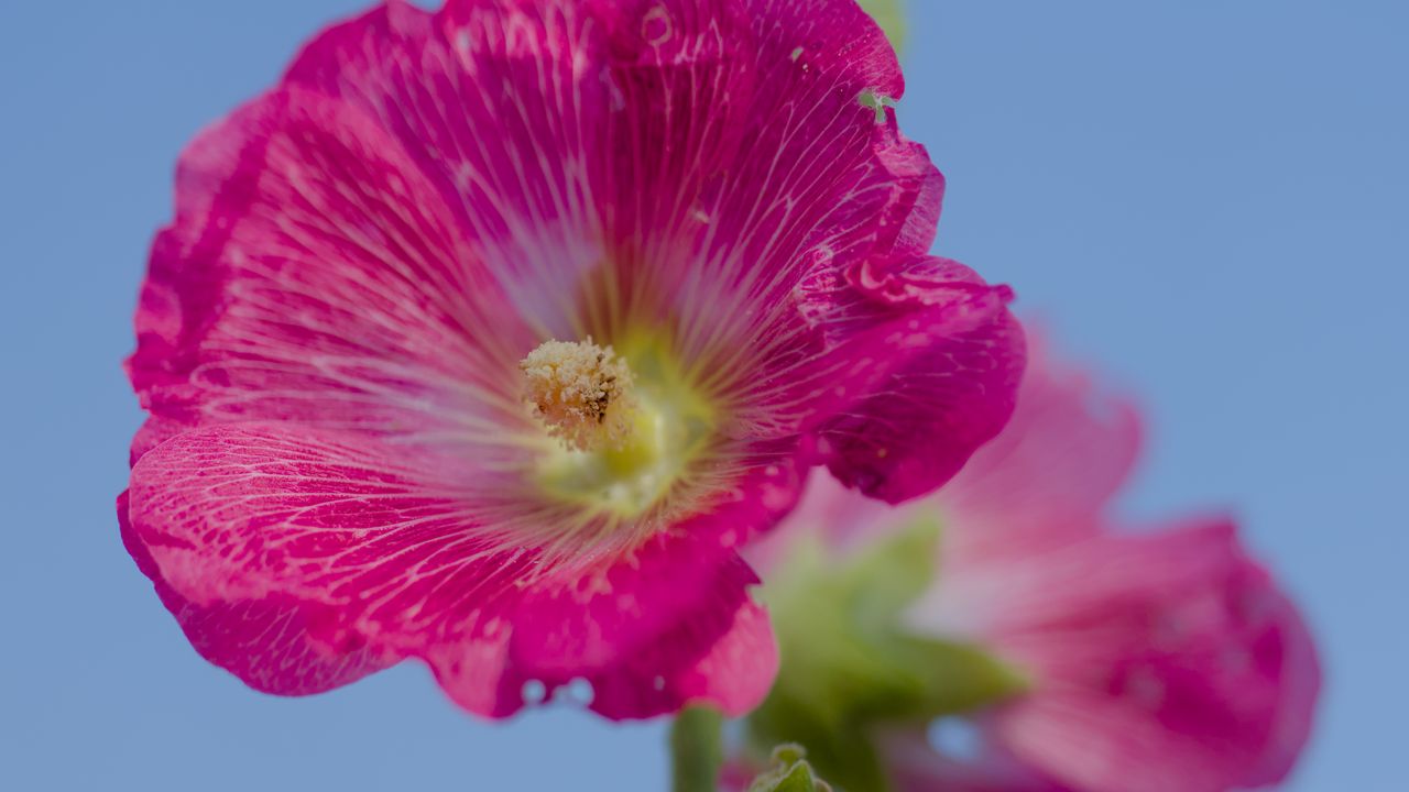 Wallpaper hollyhock, flower, petals, pink