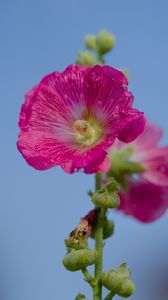 Preview wallpaper hollyhock, flower, petals, pink