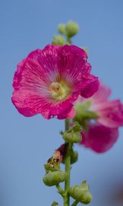 Preview wallpaper hollyhock, flower, petals, pink
