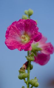 Preview wallpaper hollyhock, flower, petals, pink