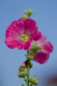 Preview wallpaper hollyhock, flower, petals, pink