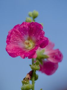 Preview wallpaper hollyhock, flower, petals, pink