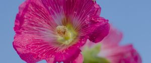 Preview wallpaper hollyhock, flower, petals, pink