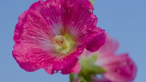 Preview wallpaper hollyhock, flower, petals, pink