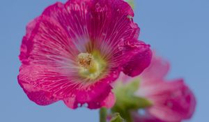 Preview wallpaper hollyhock, flower, petals, pink