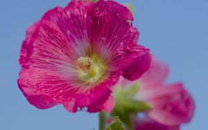 Preview wallpaper hollyhock, flower, petals, pink