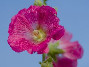 Preview wallpaper hollyhock, flower, petals, pink