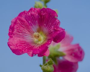 Preview wallpaper hollyhock, flower, petals, pink