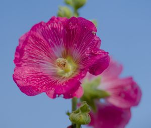 Preview wallpaper hollyhock, flower, petals, pink