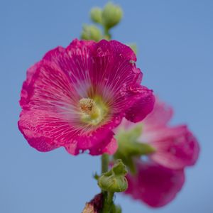 Preview wallpaper hollyhock, flower, petals, pink