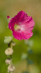 Preview wallpaper hollyhock, flower, petals, pink, blur