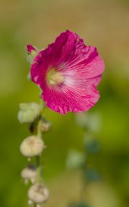 Preview wallpaper hollyhock, flower, petals, pink, blur