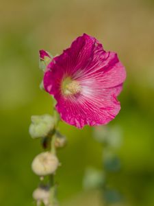 Preview wallpaper hollyhock, flower, petals, pink, blur