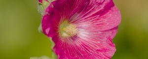 Preview wallpaper hollyhock, flower, petals, pink, blur
