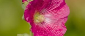 Preview wallpaper hollyhock, flower, petals, pink, blur