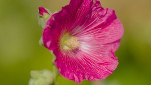 Preview wallpaper hollyhock, flower, petals, pink, blur
