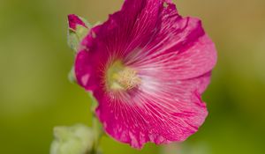 Preview wallpaper hollyhock, flower, petals, pink, blur